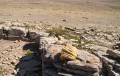 Marmotte