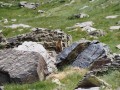 Marmotte
