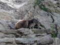 Marmotte Marmotte