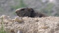 Marmotte