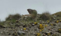Marmotte