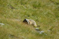 Marmotte