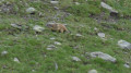 Marmotte