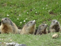 marmottes