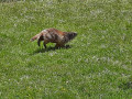 Marmotte Marmotte