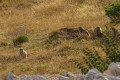 Marmottes
