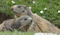 Marmottes