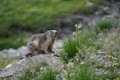 Marmottte dans le Vallon de Gouiran
