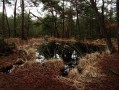 Balade dans le Nord de la Forêt de Fontainebleau