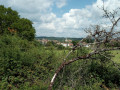 Martel