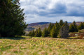 Massif de Jonquilles en dessous du Pic Cassini