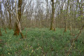 Massif de jonquilles Massif de jonquilles