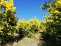 Massif de mimosa près du village de Tanneron.
