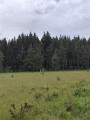 Les menhirs du Plateau de Lambert au départ de Collobrieres