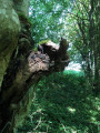 Arbre Trogne