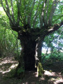 Arbre Trogne