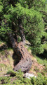 Venerable larch