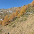 Mélèzes au dessus du Monal Mélèzes au dessus du Monal