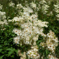 Fleurs à maturité