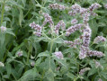 Menthe sauvage
