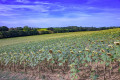 Mer de tournesol