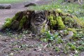 Le Sentier des Bunkers de la 1ère Guerre Mondiale de Burnhaupt-le-Bas