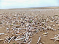 Millions of razor shells on Brancaster Beach
