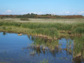 Around Suffolk's Minsmere Bird Reserve