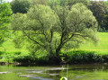 Mon arbre