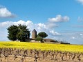 Entre Sèvre Nantaise, vignes et moulins