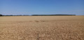 Monoculture d'orge