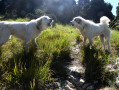 Mont Barral