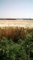 Le Bois de Mont (version courte) Le Bois de Mont (version courte)