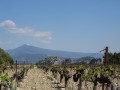 Mont Ventoux et vignes