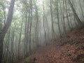 Montée dans la brume matinale Montée dans la brume matinale
