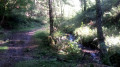Montée dans la forêt