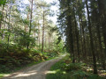 Montée dans la pinède sur le Chemin du Chêne Varin