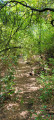 Montée douce en sous-bois