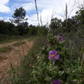 Montée du chêne