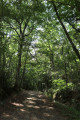 Montée en sous-bois, près du Moulin de Pérassay