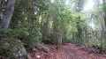 Montée en sous-bois vers Banne Montée en sous-bois vers Banne