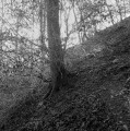 Montée sous les arbres givrés