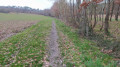 Montée vers la forêt