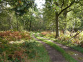 Mossymere Woods