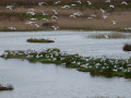 Mouettes rieuses Mouettes rieuses
