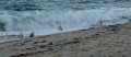 mouettes sur la plage
