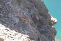 Mouflon corse