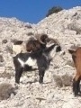 Mouflon