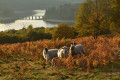 Mouton avec vue