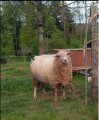Mouton d'Etobon